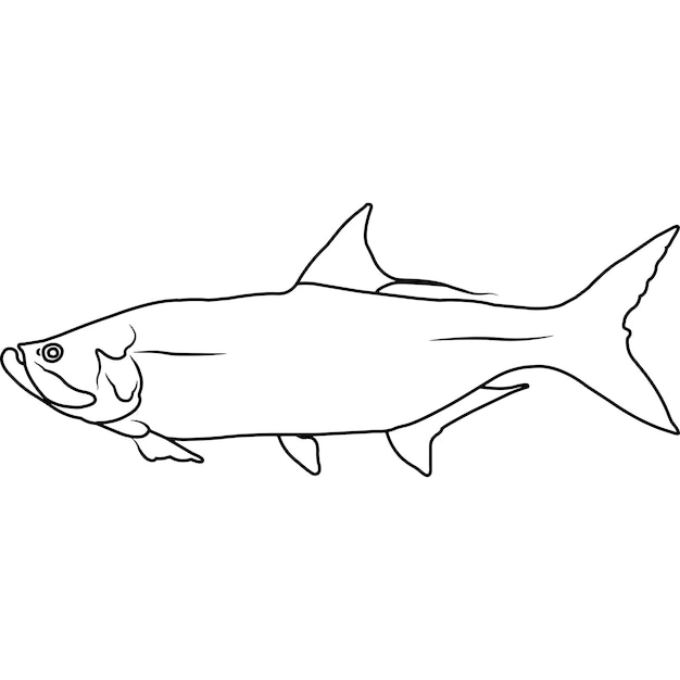 Tarpon Fish Illustration - Free Line Art for Education and Design