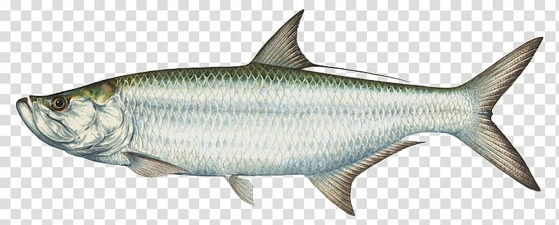 A detailed illustration of a tarpon fish (Megalops atlanticus), showcasing its silvery scales, large eye, and forked tail fin.