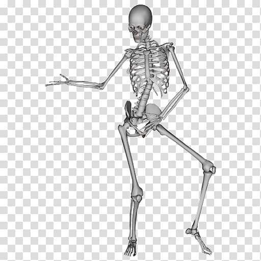 Human Skeleton Clip Art 