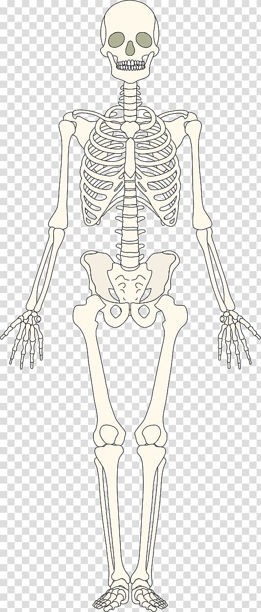 Human Body Structure PNG, Vector, PSD, and Clipart With Transparent  Background for Free Download