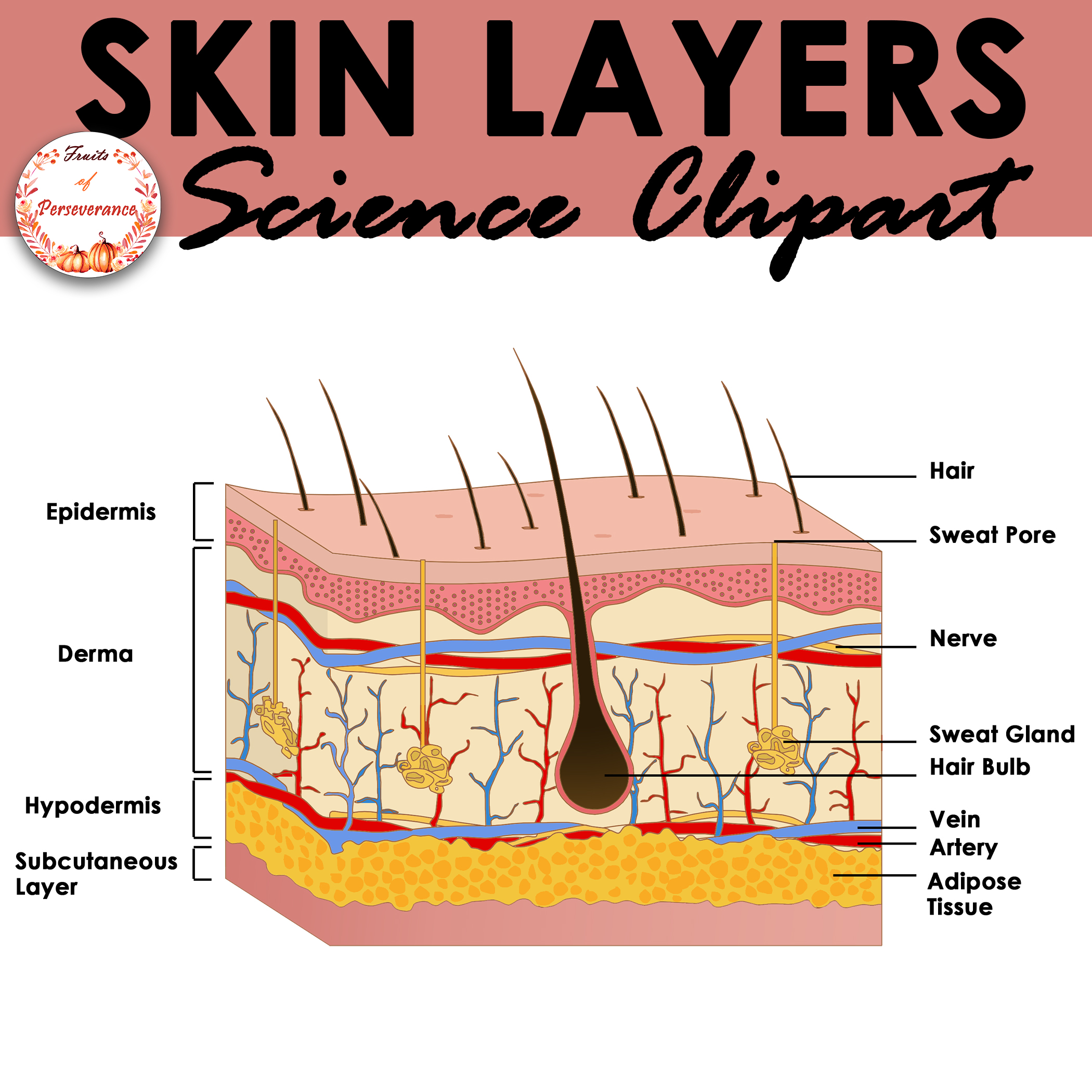 Skin Layers Diagram Epidermis Dermis Hypodermis Explained 3894180 