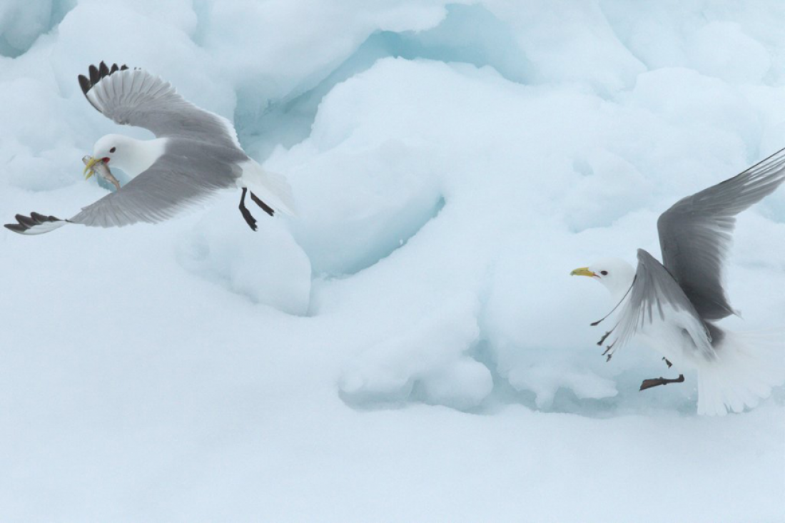 Arctic Kittiwakes in Flight Over Ice - Wildlife Photography
