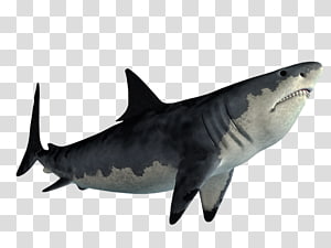 Great White Shark Image - High-Resolution Marine Wildlife Photo
