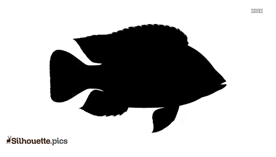 Black silhouette of a cichlid fish with prominent dorsal fin and rounded body shape.