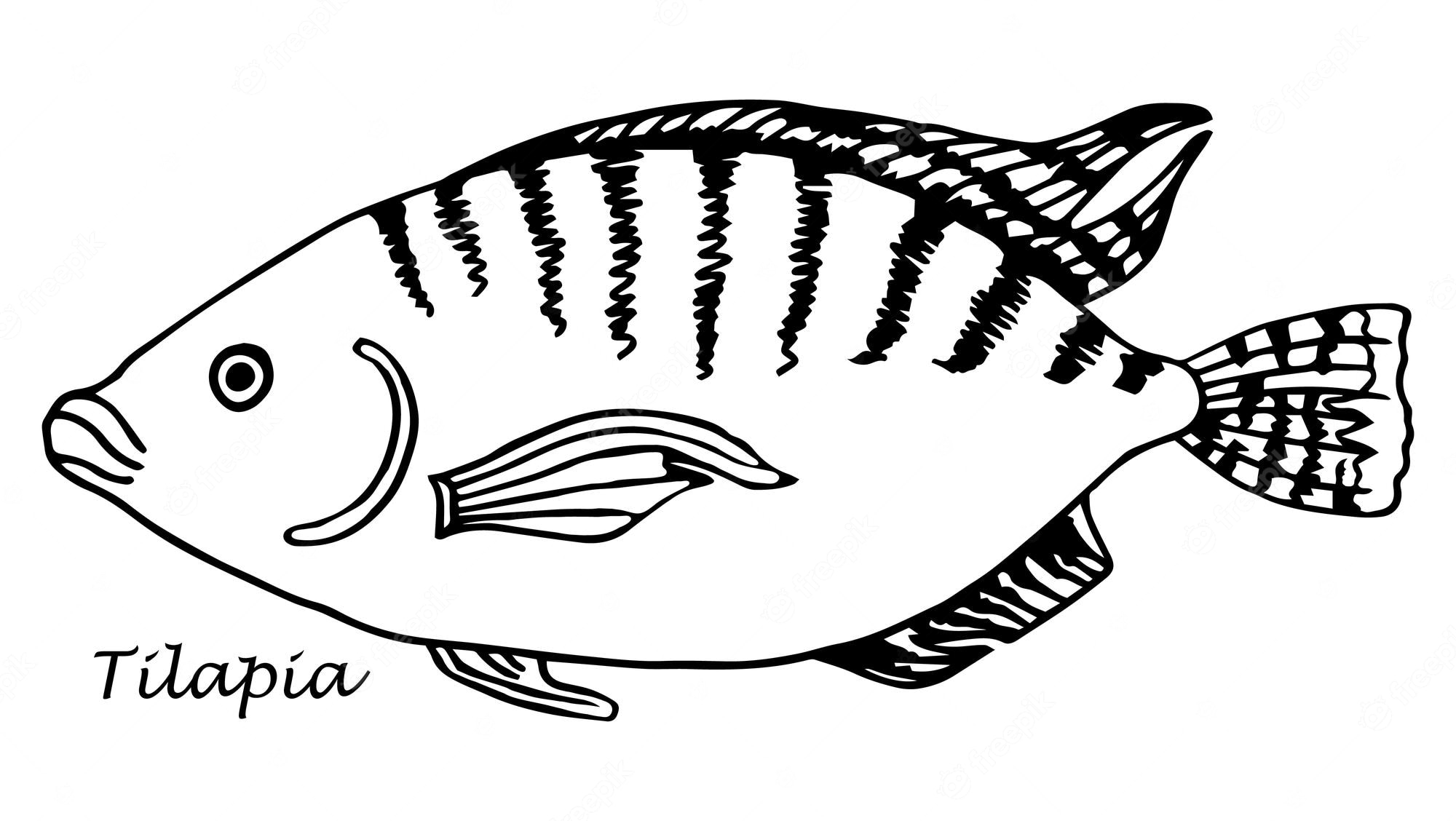 Tilapias 3646054