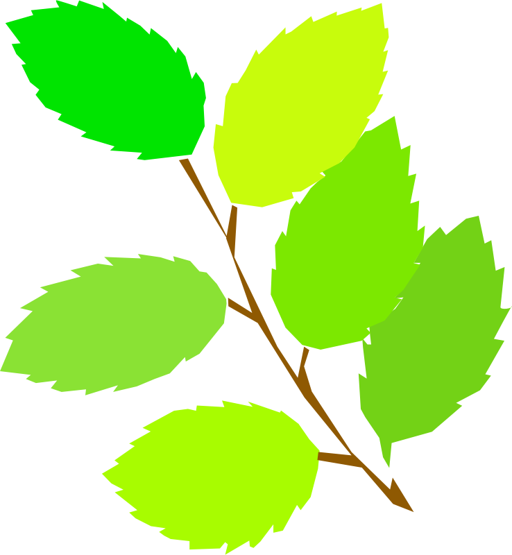 Illustration of a brown branch with six vibrant green leaves in varying shades, set against a transparent background.