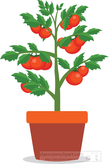 tomato plant silhouette