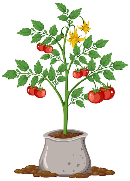 How to Grow Tomatoes in Containers - Illustrated Guide