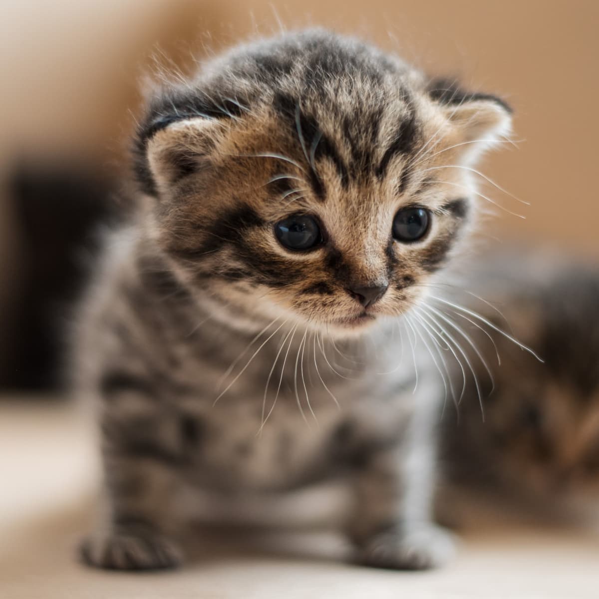 Adorable tabby kitten with large blue eyes and soft fur, sitting attentively on a warm-toned surface.