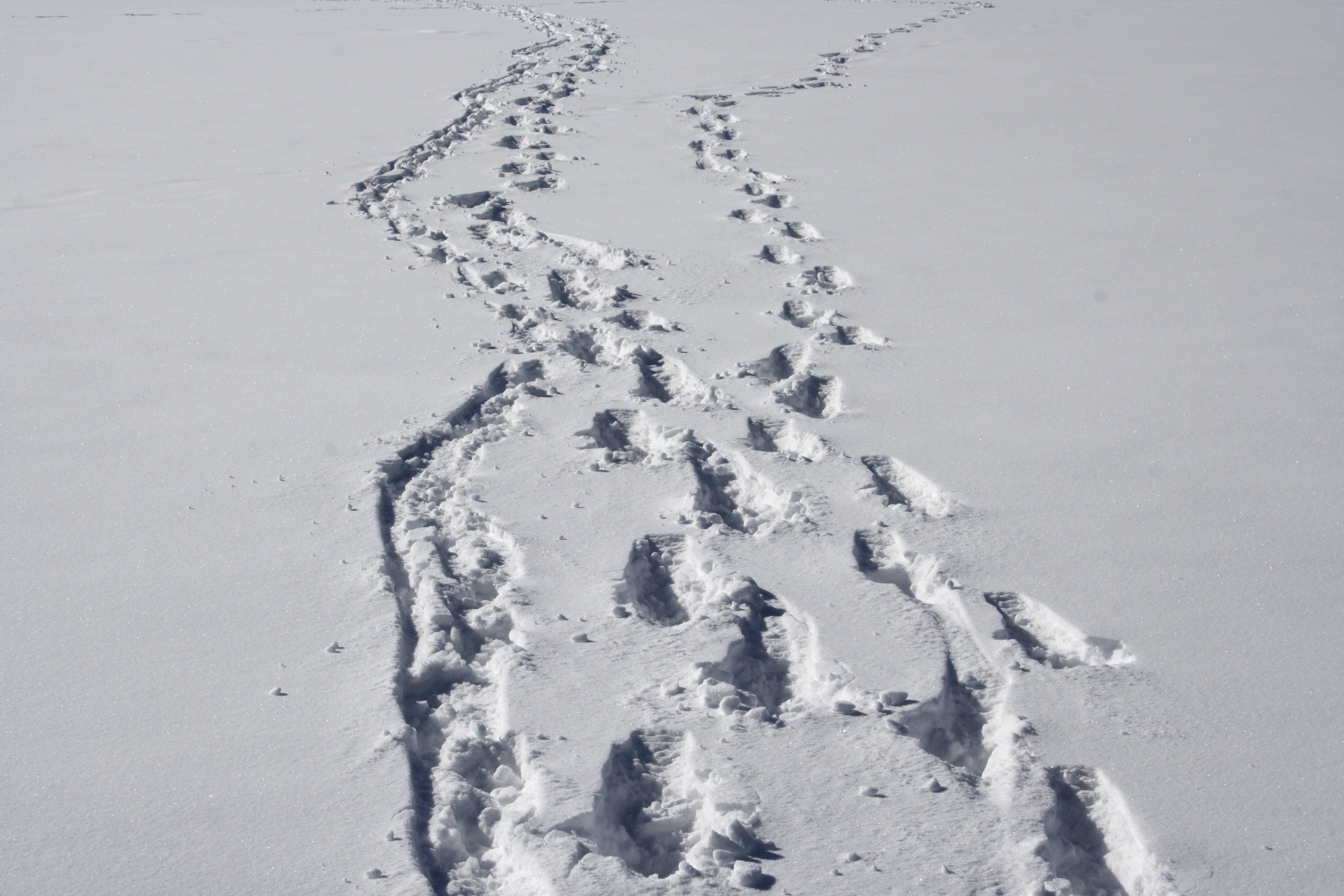 Deep footprints and parallel tracks winding across a vast, sunlit snowfield.