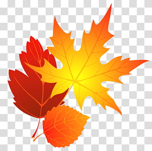 Vibrant autumn maple leaves in red, orange, and yellow against a transparent background.
