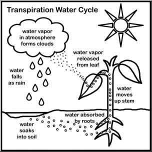 Diagram illustrating the transpiration water cycle in plants, showing water absorption, movement, release, and atmospheric condensation.