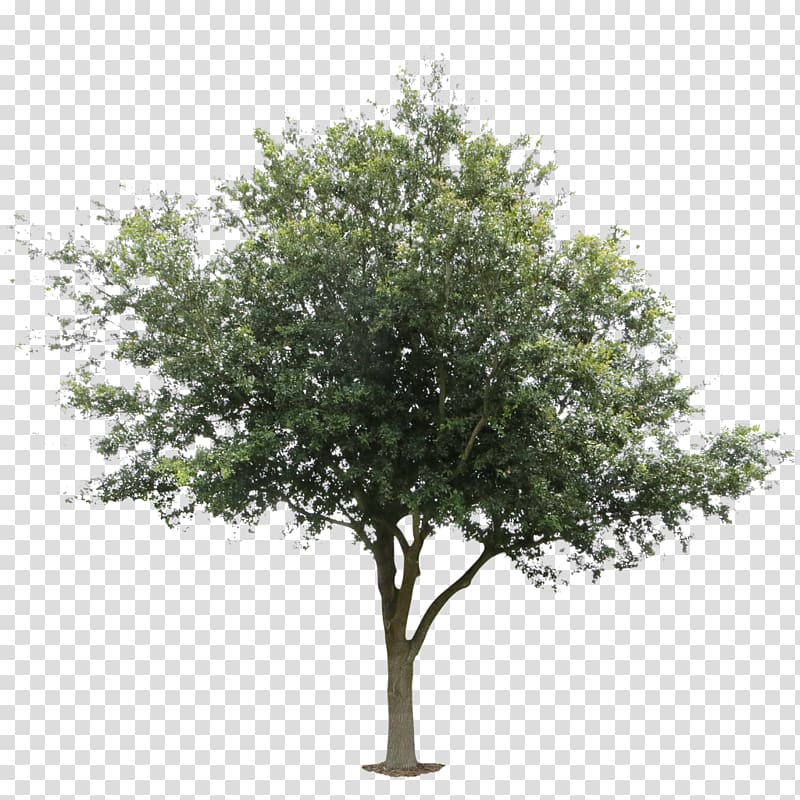A mature deciduous tree with a full green canopy and sturdy trunk, isolated on transparent background.