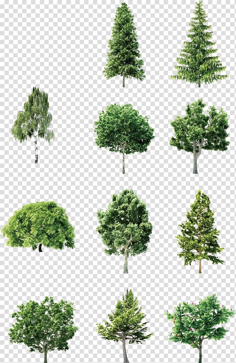 Collection of 12 diverse green trees on transparent background, including conifers, deciduous, and weeping varieties.