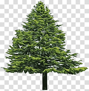 A stylized green coniferous evergreen tree with dense layered branches and a dark trunk, isolated on transparent background.