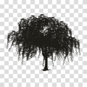Silhouette of a weeping willow tree with cascading branches on transparent background.