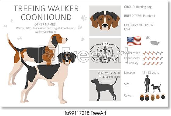 Treeing Walker Coonhound breed infographic showing appearance, size, origin, and traits.