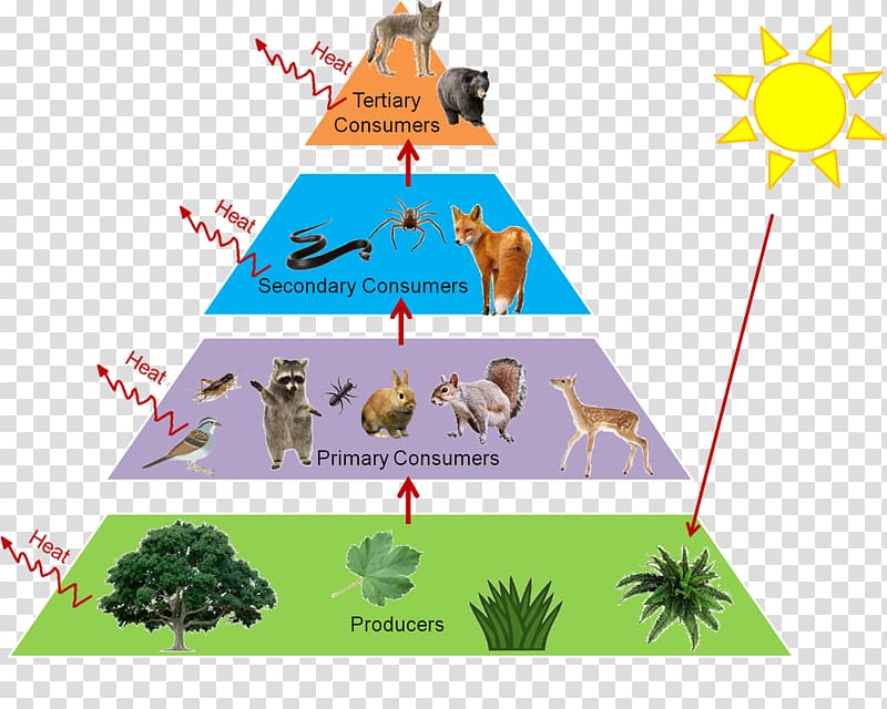 Notes: Ecology Food Webs & Energy Pyramids - 7th Grade Life - Clip Art ...