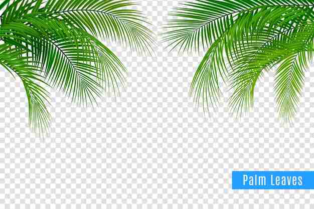 Vibrant green palm leaves framing top corners on transparent background, ideal for tropical design overlays.