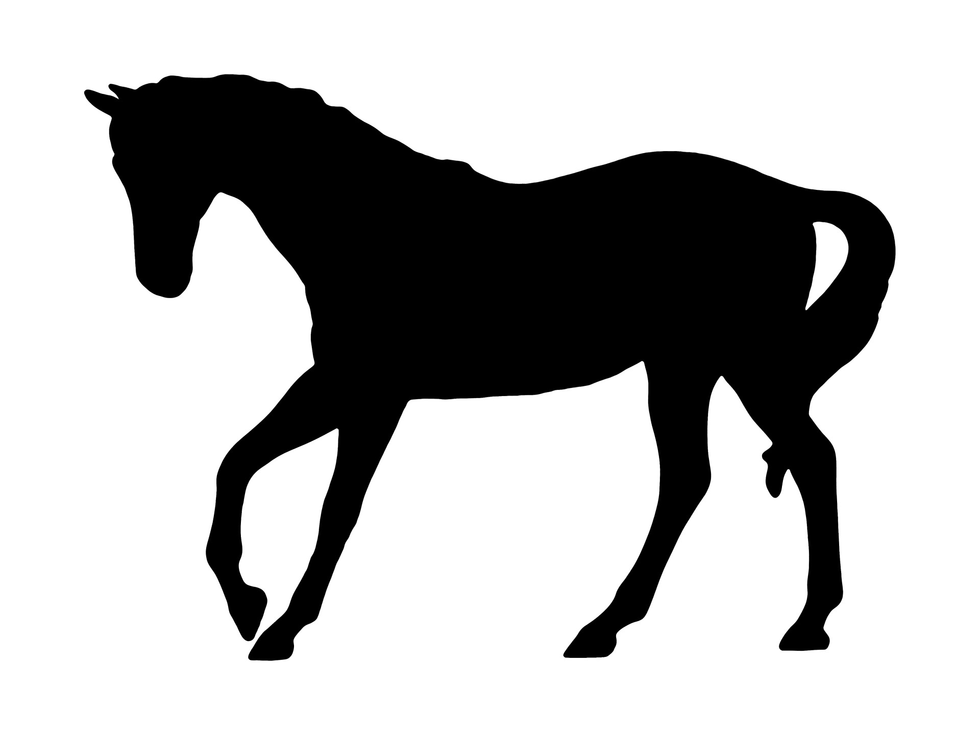 Black silhouette of a walking horse in profile, showing detailed musculature and flowing mane and tail.
