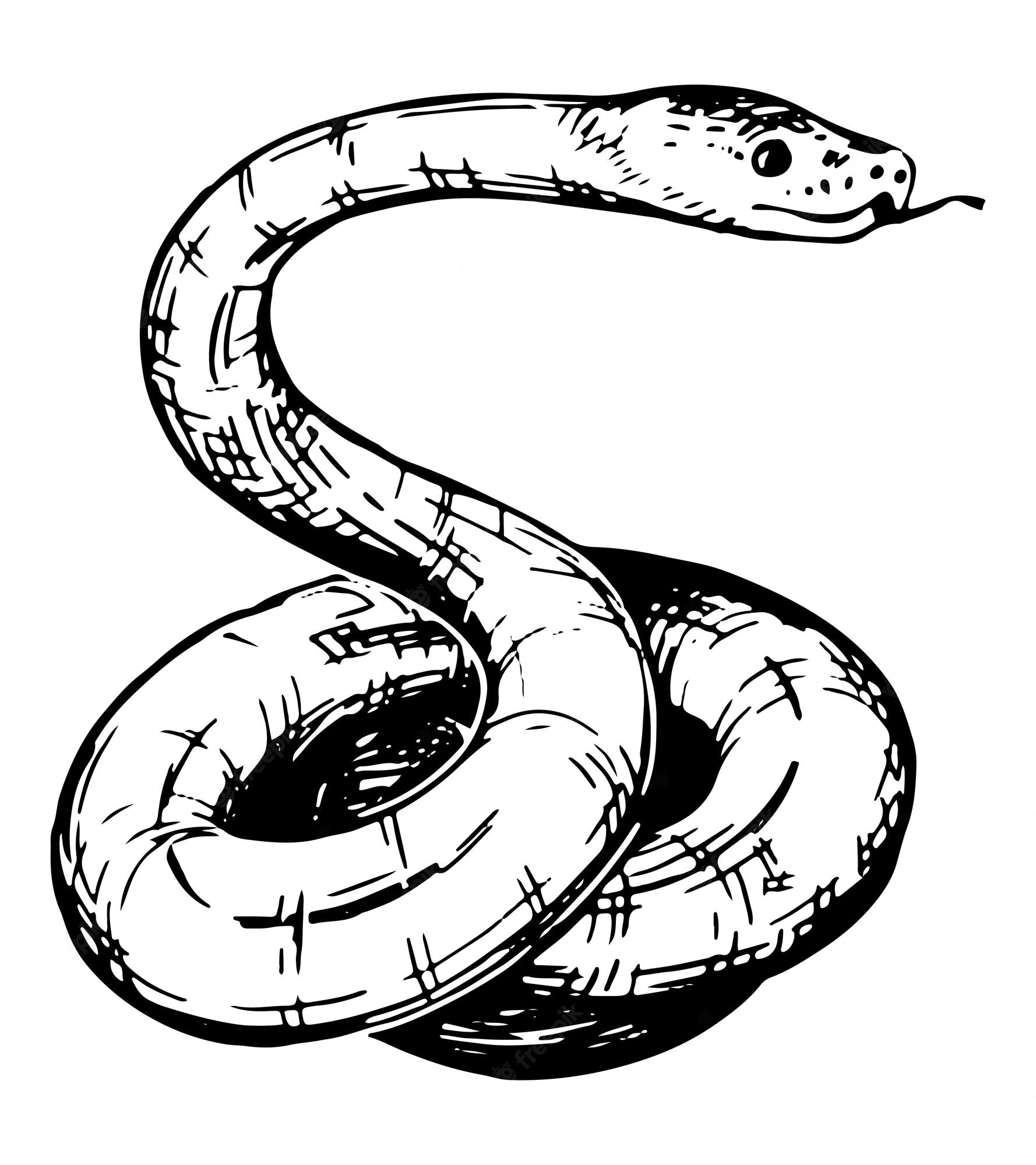 realistic snakes - Clip Art Library