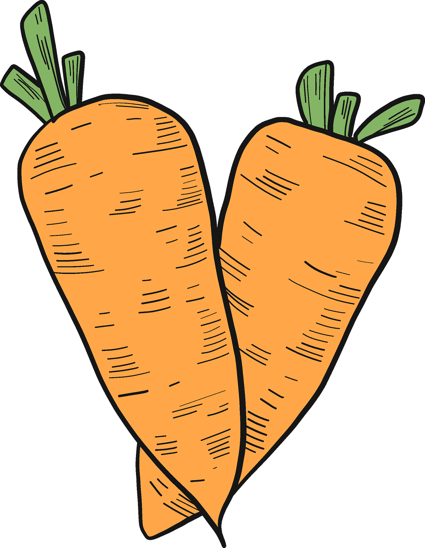 carrot - Clip Art Library