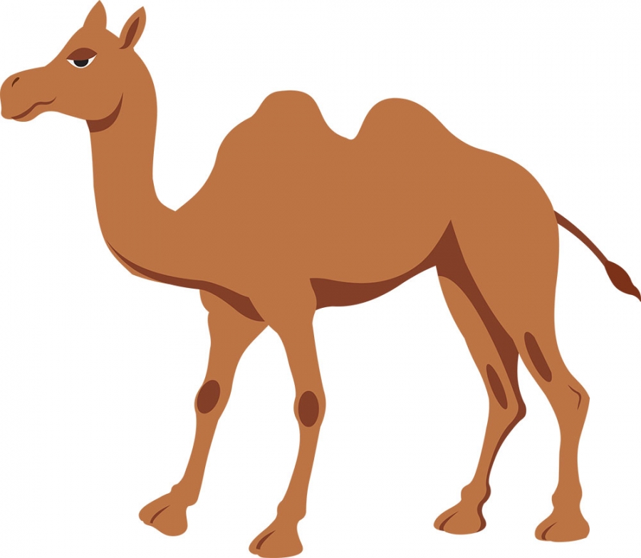 Free Camel Clipart | FreeImages - Clip Art Library