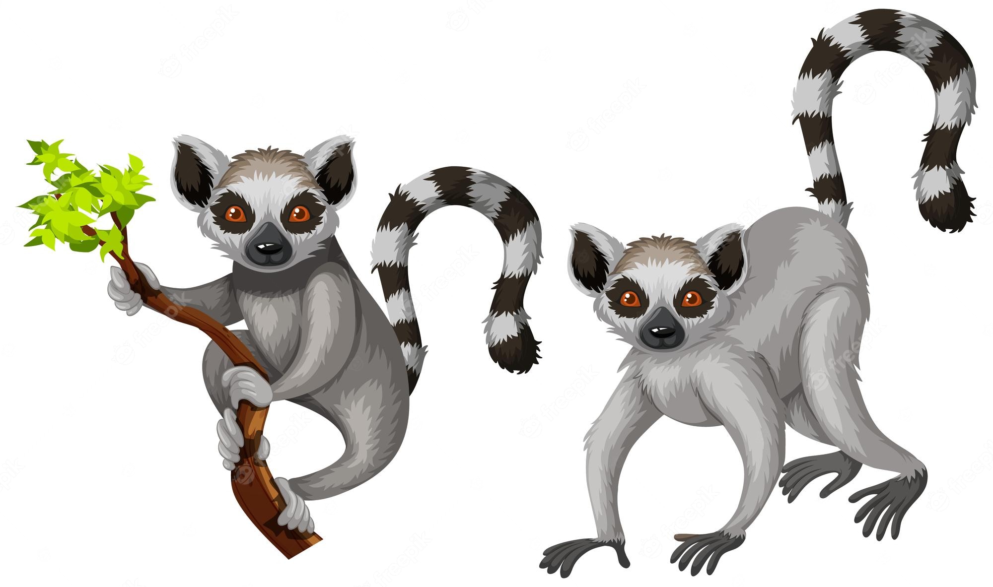 Ring-tailed Lemur, Lumpy, Katta. Royalty Free SVG, Cliparts - Clip Art ...