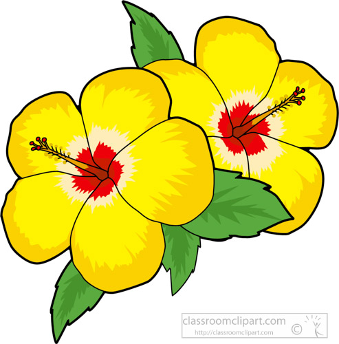 Two vibrant yellow hibiscus flowers with red centers and green leaves, illustrated in a clean clipart style.