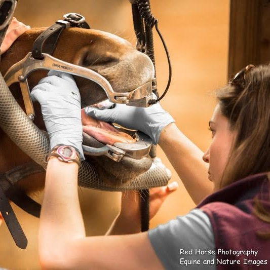 Equine dentist examining a horse’s teeth using a speculum and gloves during a dental procedure.