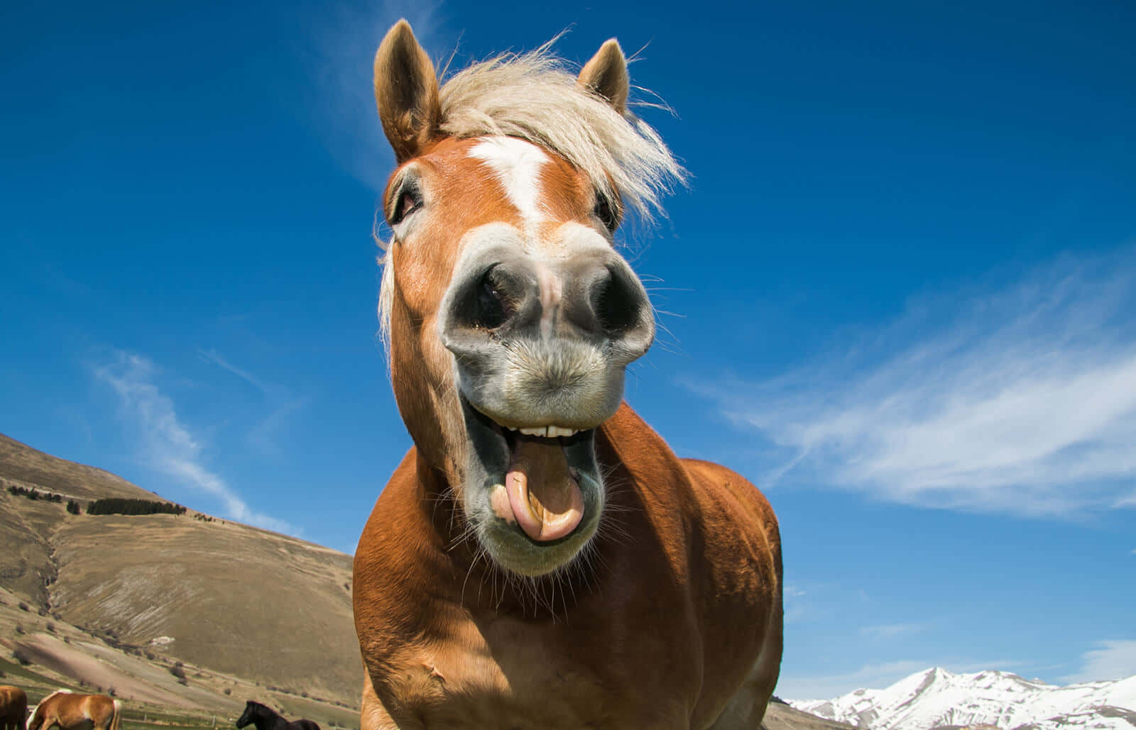 Chestnut horse with white blaze playfully sticks out tongue against blue sky and mountain backdrop.