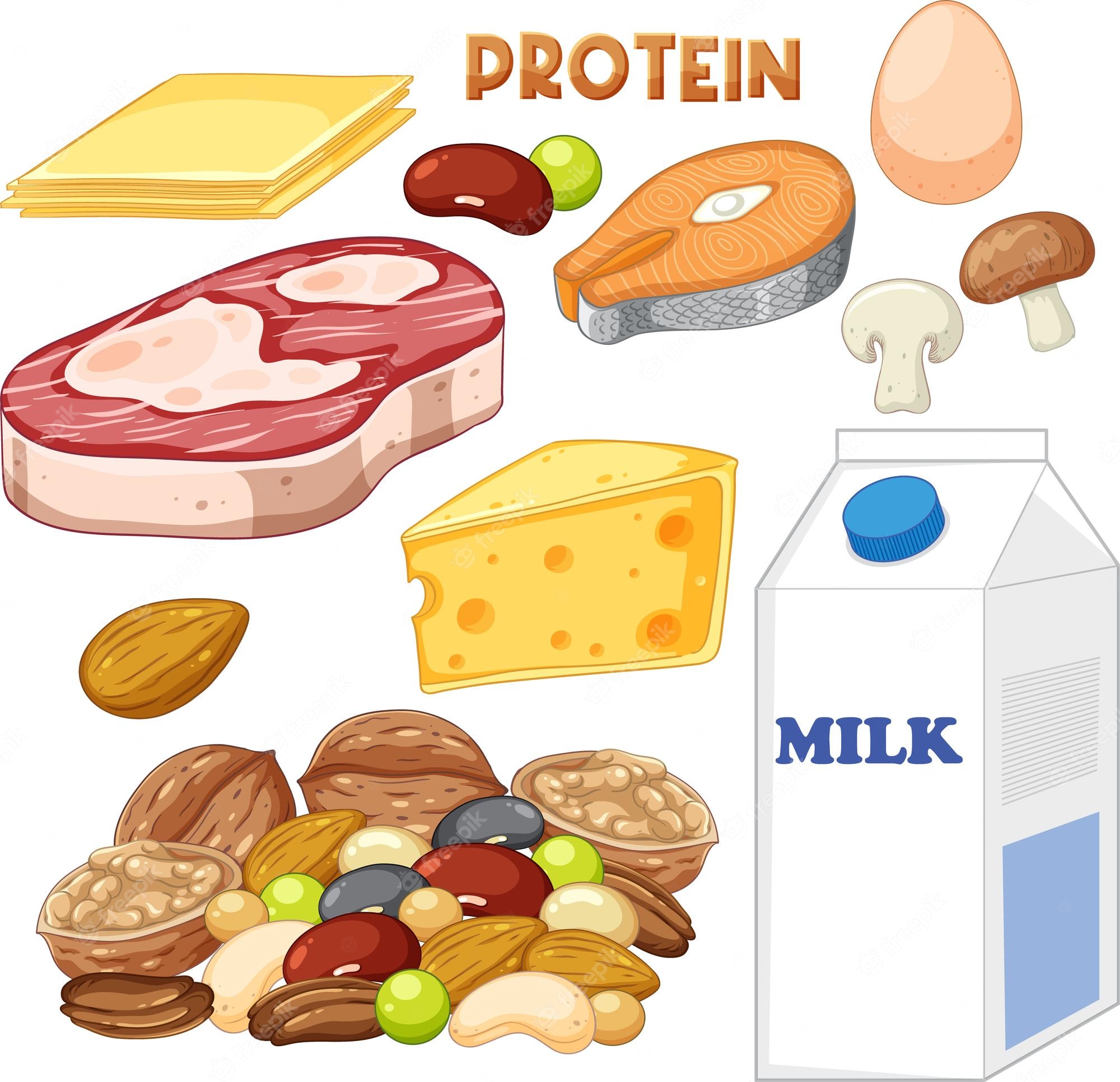 Protein Foods Clip Art Library