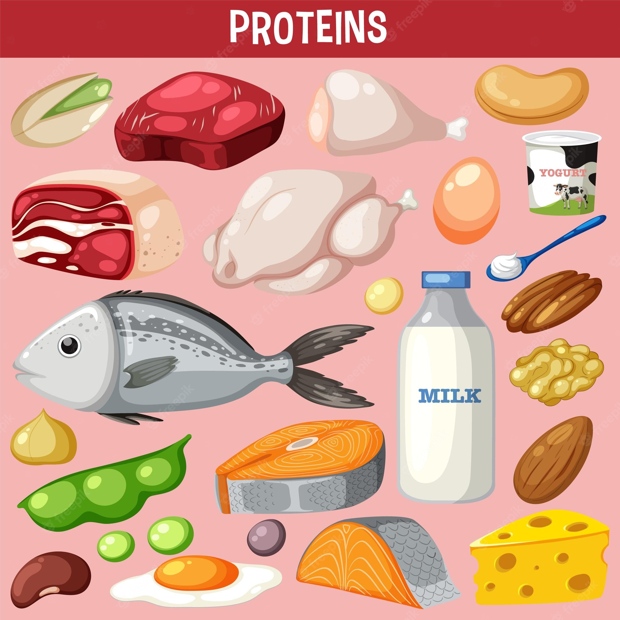 Protein Food Illustrations And Clip Art 65 235 Protein Food Clip Art 