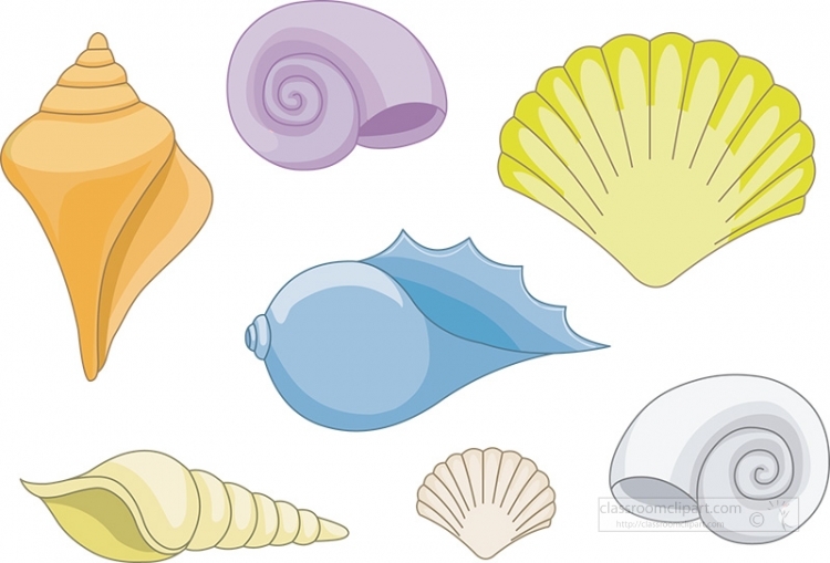 Free Seashell Download Free Seashell Png Images Free ClipArts On 