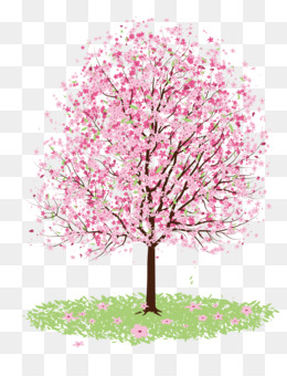 A blooming cherry blossom tree with pink flowers and green grass on a transparent background.