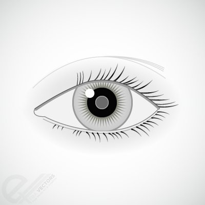 Human Eye Illustration - Medical, Design & Educational Use