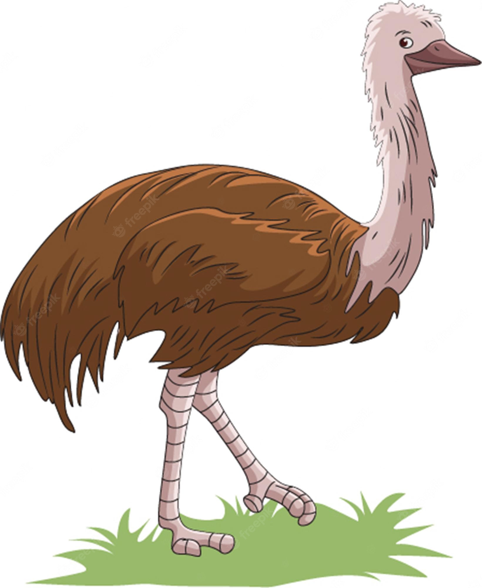 Cartoon Of An Emu On White Royalty Free Svg, Cliparts, Vectors - Clip 