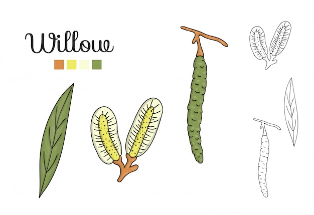 Illustrated botanical elements of a willow tree including leaves, catkins, and color palette.