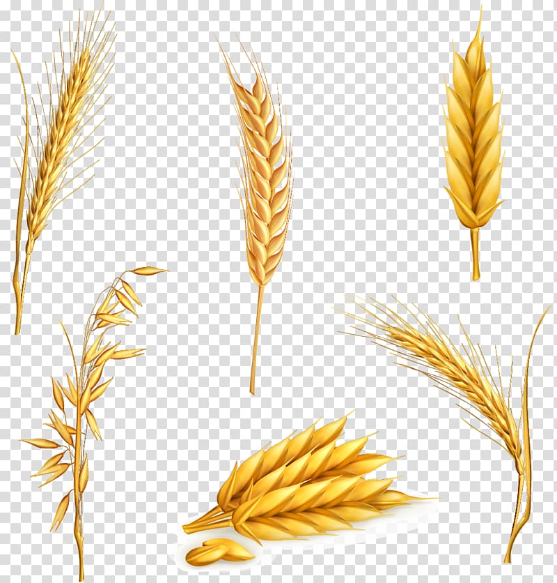 Free Png Download Wheat Grains Clipart Png Photo Png - Wheat Grain ...