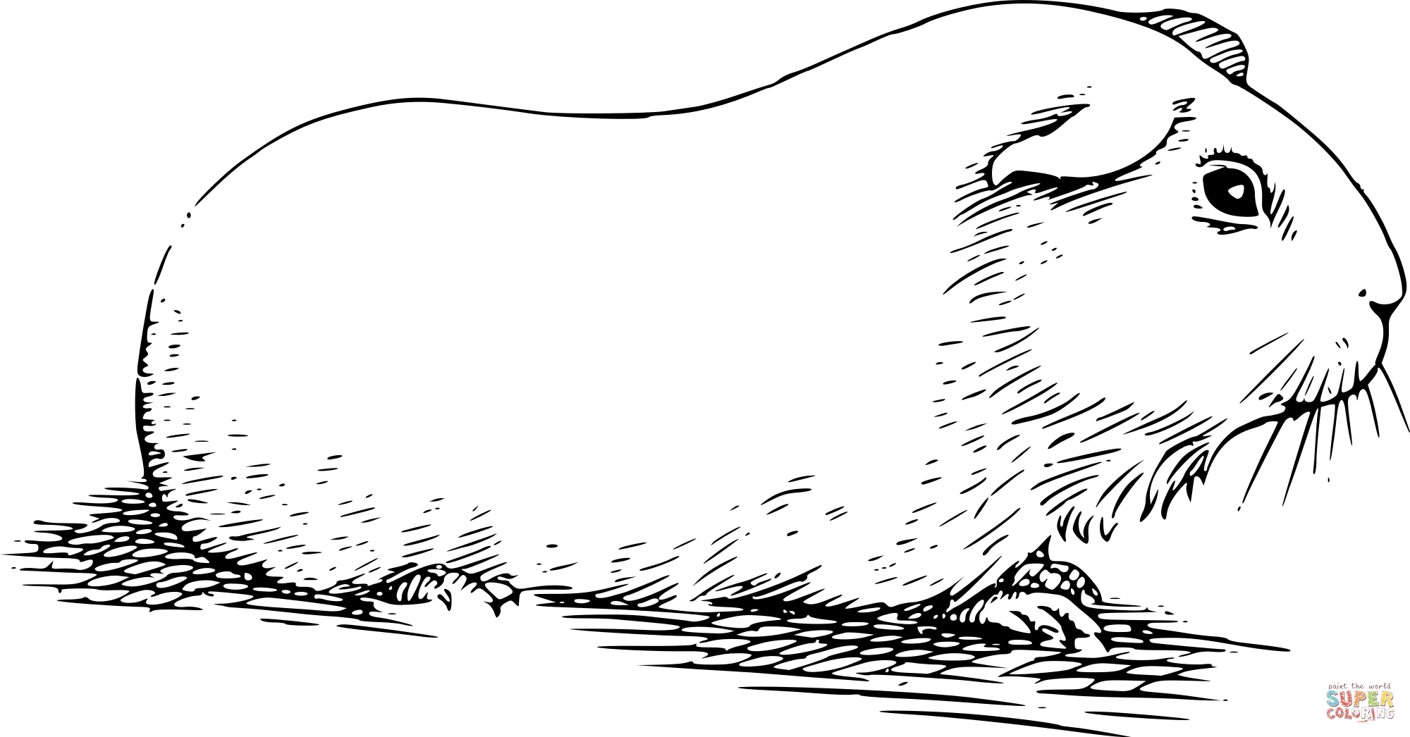 Black-and-white line drawing of a guinea pig lying on textured ground, detailed fur and whiskers visible.