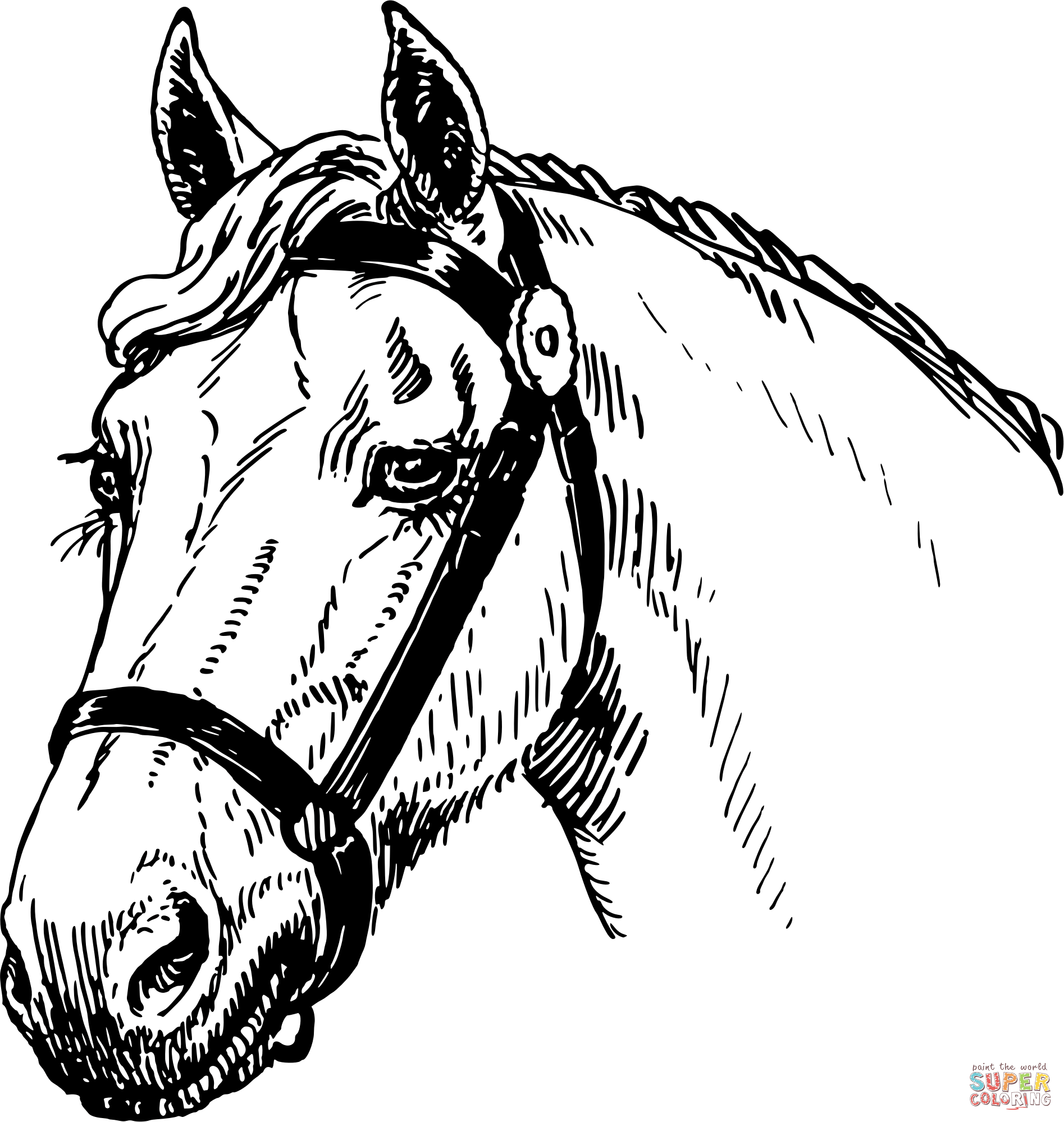 Black-and-white line drawing of a horse’s head wearing a bridle, with detailed mane and expressive eyes.