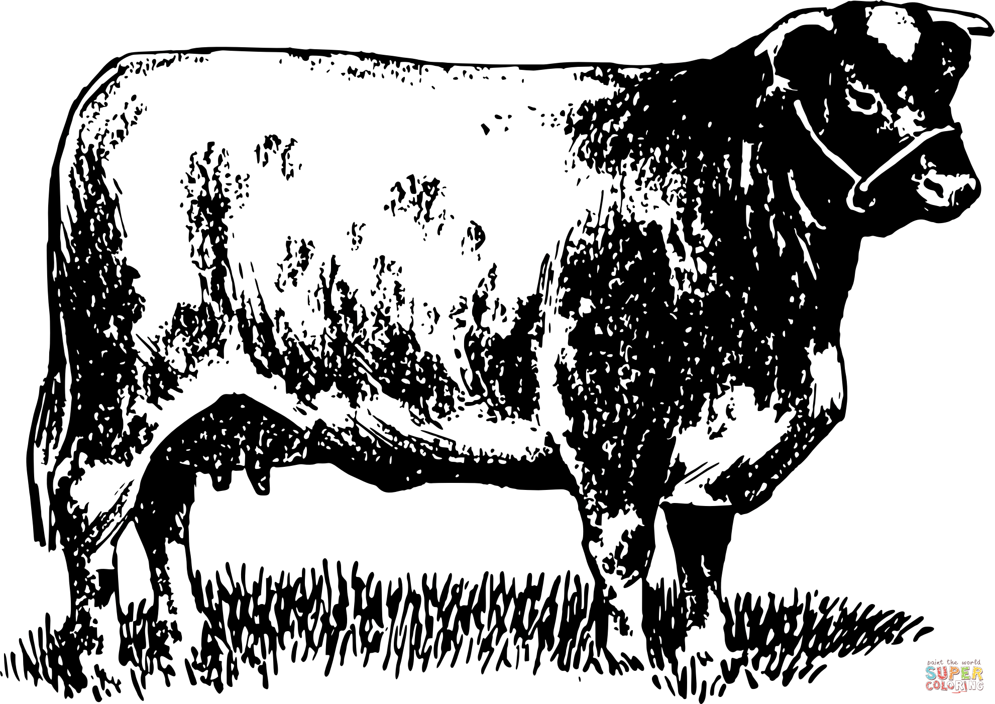 shorthorns