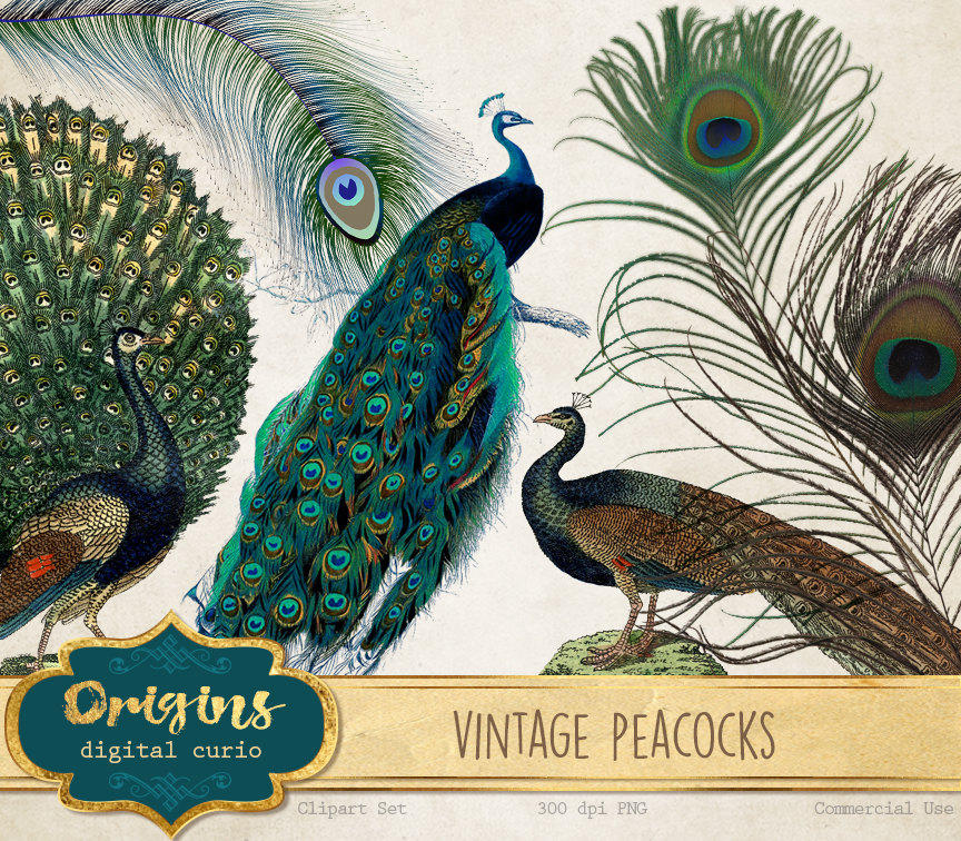 Vintage-style illustration of peacocks with elaborate tail feathers, labeled "Vintage Peacocks" by Origins Digital Curio.