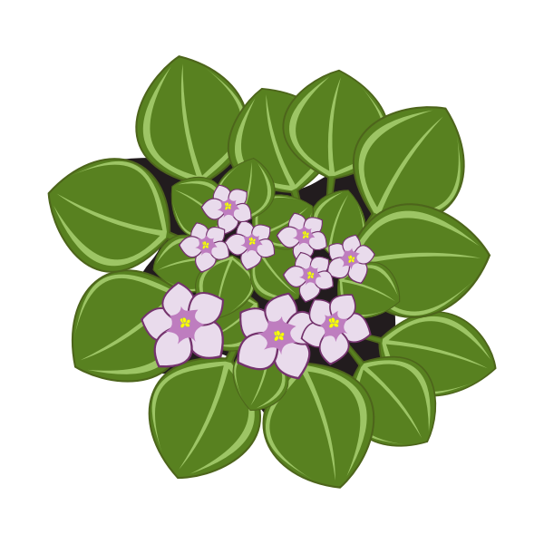 A cluster of light purple five-petaled flowers with yellow centers surrounded by glossy green oval leaves.