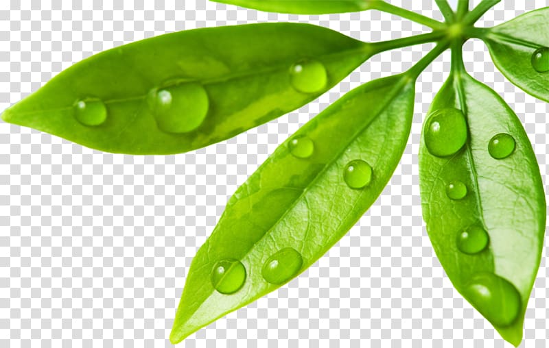 Fresh green leaves with glistening water droplets on a transparent background.