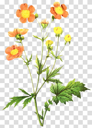 Buttercup Flower Clip Art, Transparent PNG Clipart Images Free - Clip ...