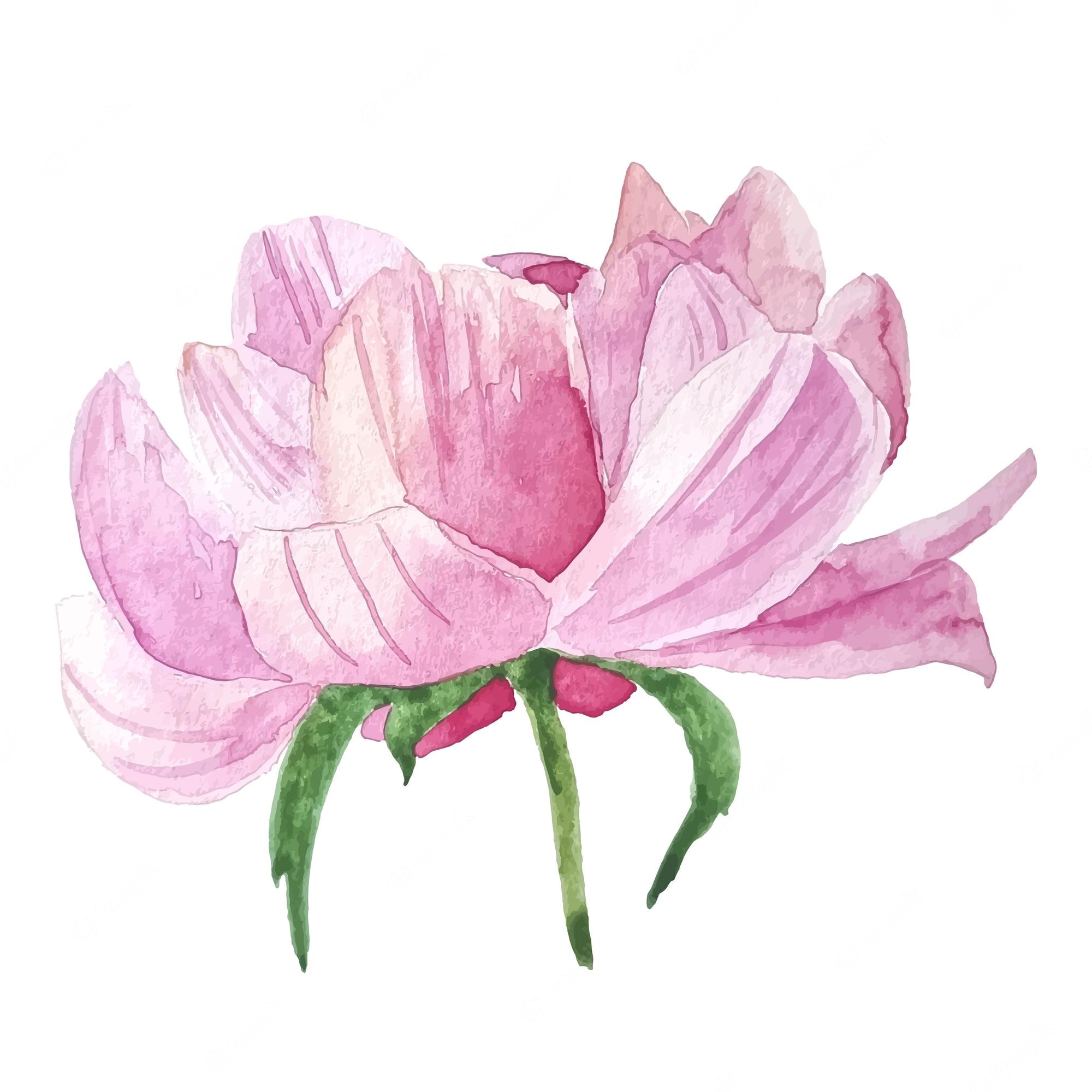 Watercolor illustration of a delicate pink peony with green sepals, soft gradients, and textured brushstrokes on white background.