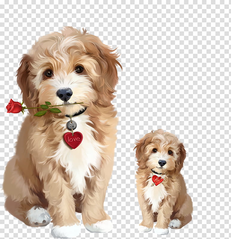 Fawn Hair Puppy Puppy Dog Pictures Background, Picture Of Adult Cavapoo,  Canine, Cavalier Background Image And Wallpaper for Free Download