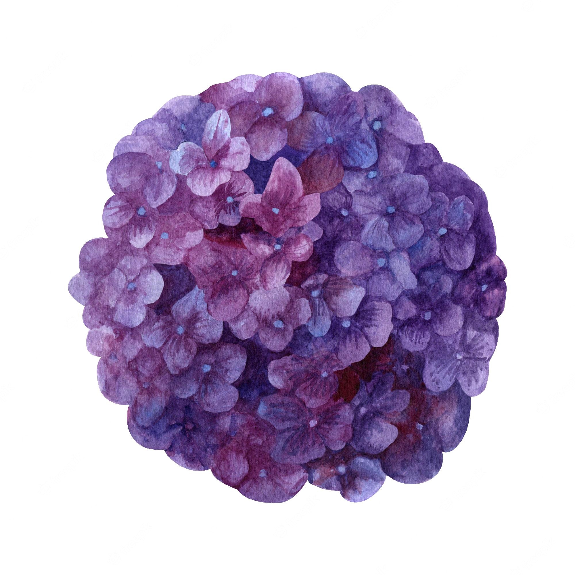 Hydrangea Flower Photography Royalty-free Clip Art, PNG, 800x800px ...
