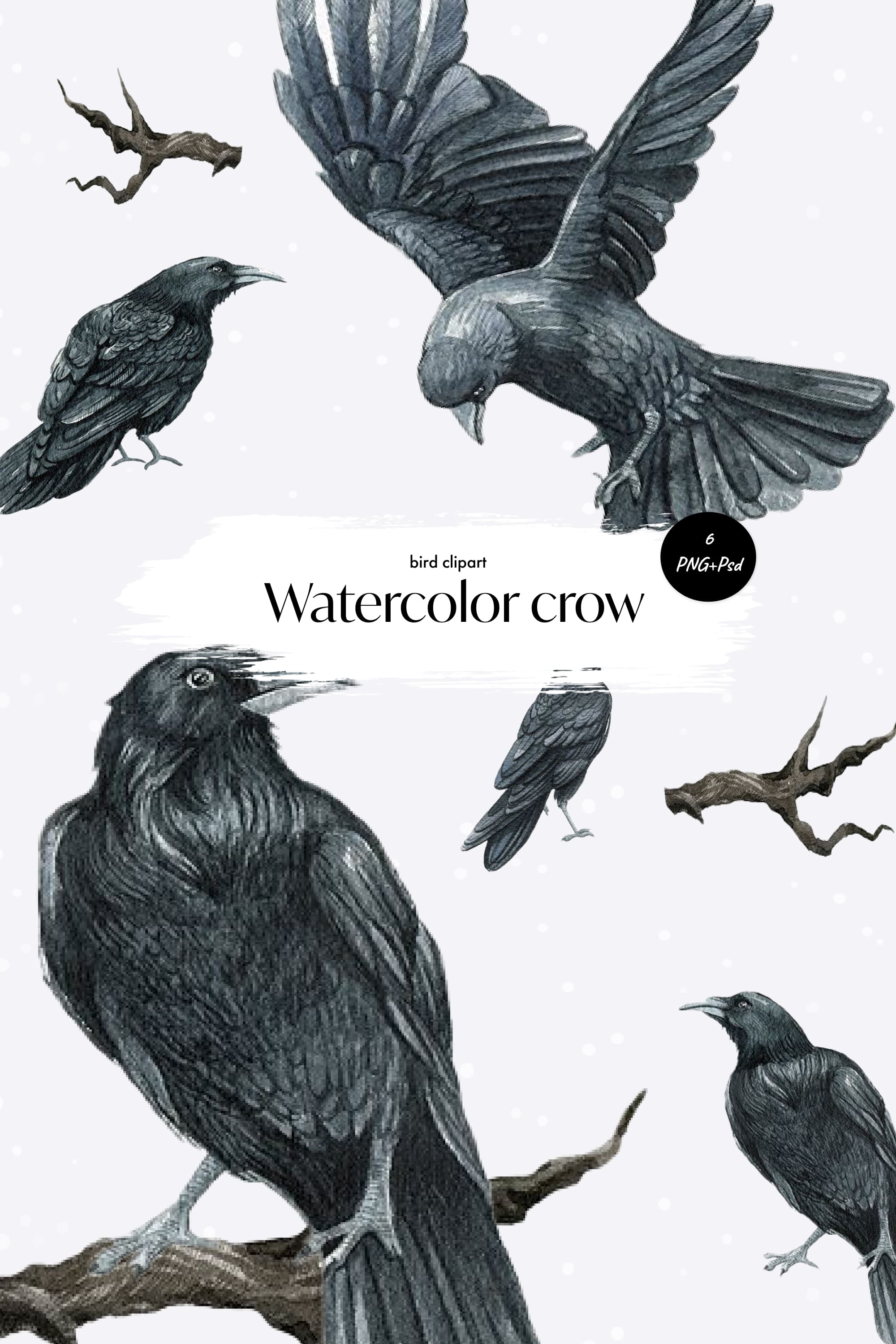 Portrait Mystical Dire Bird Crow, Symbol Of Gothic, Halloween - Clip ...